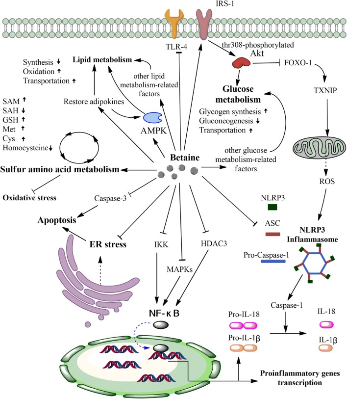 Fig. 1 Primary anti-inflammatory mechanisms of betaine. (Zhao G, <i>et al</i>., 2018)