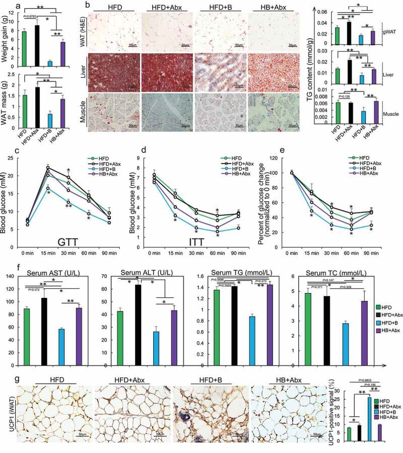 Fig. 2 Gut microbiota are involved in obesity prevention by betaine. (Du J, <i>et al</i>., 2021)