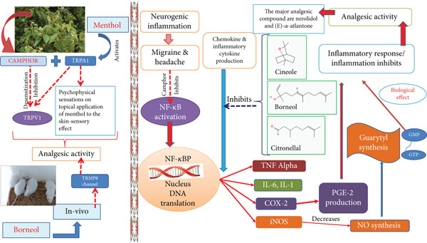 Fig. 1 Mechanism of analgesic effect of camphor. (Fazmiya M J A, <i>et al</i>. 2022)