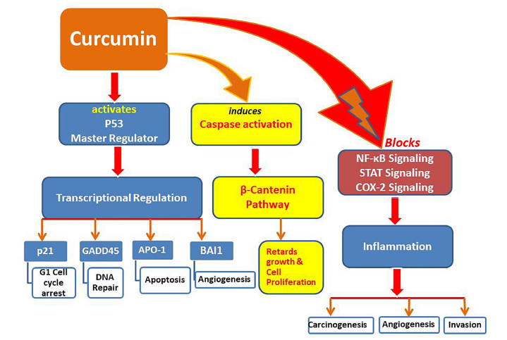 Fig. 1 Pathways modulated by curcumin in tumor suppression and apoptosis. (Hassan F.; <i>et al</i>. 2019)