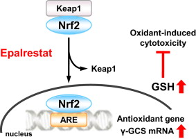 Fig. 1 Epalrestat increases intracellular glutathione levels. (Sato K.; <i>et al</i>. 2014)