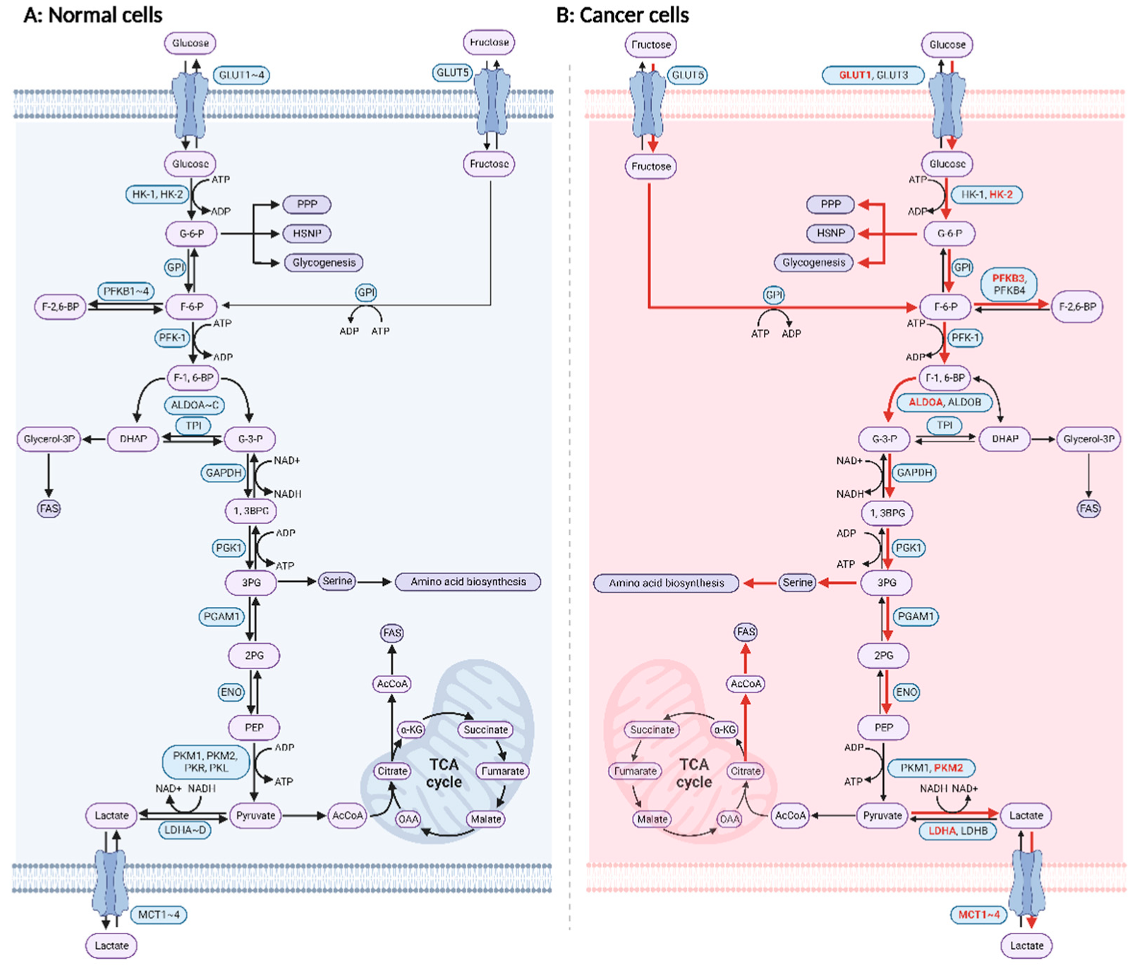 Fig. 1 Reprogramming of glucose metabolism in cancer cells. (Zhang Y, <i>et al</i>. 2022)