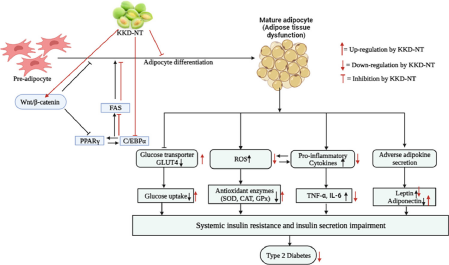 Fig. 1 Mechanism of Kakadu plum extract in treating obesity-induced Type 2 diabetes and chronic inflammation. (Morshed M N.; <i>et al</i>. 2024)