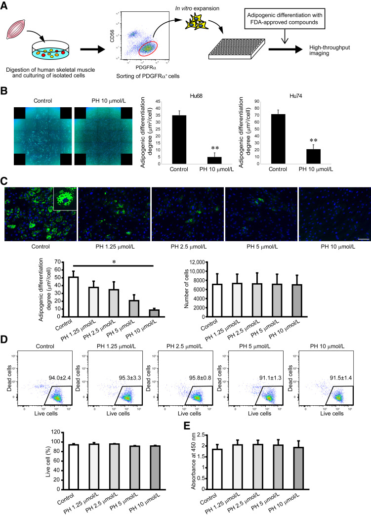 Fig. 1 Drug repositioning (DR) using human platelet-derived growth factor receptor α (PDGFRα)+ cells identifies promethazine hydrochloride (PH) as an adipogenesis-inhibiting drug. (Kasai T, <i>et al</i>., 2017)