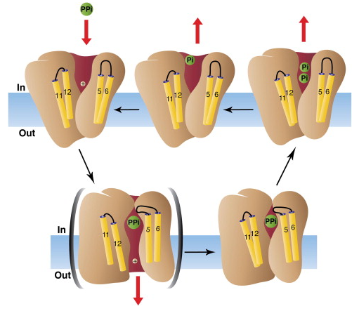 Fig. 1 The catalytic cycle of Inorganic Pyrophosphatase. (Kajander T.; <i>et al</i>. 2013)