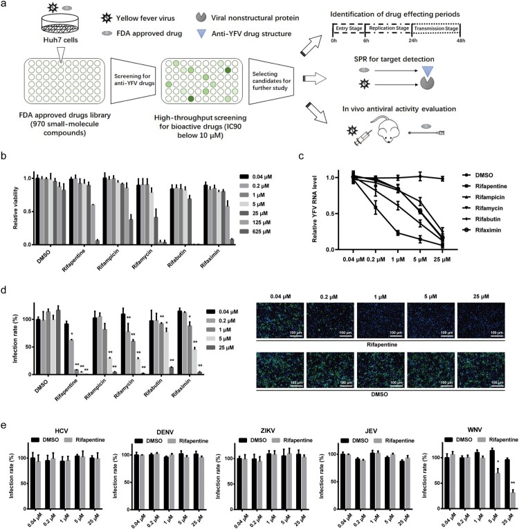 Fig. 1 Antiviral activity of rifamycins on YFV and other flaviviruses. (Qian X, <i>et al</i>., 2022)
