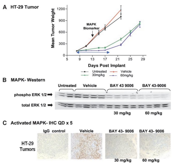 Fig. 1 Inhibition of HT-29 tumor growth and the MAPK pathway by BAY 43–9006. (Wilhelm S M.; <i>et al</i>. 2004)