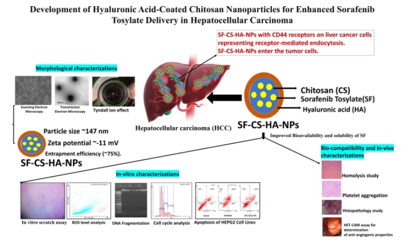 Fig. 2 Hyaluronic acid-coated chitosan nanoparticles loaded with Sorafenib Tosylate for hepatocellular carcinoma. (Sreelaya P.; <i>et al</i>. 2025)
